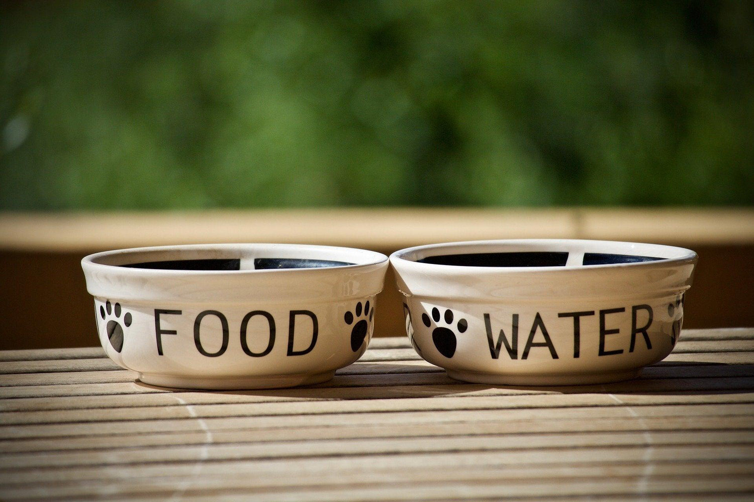 Pet Bowls/Feeding